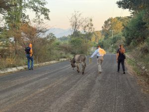 |FGE rescata a burrito víctima de maltrato animal en Hidalgo; la acción fue coordinada con asociaciones civiles