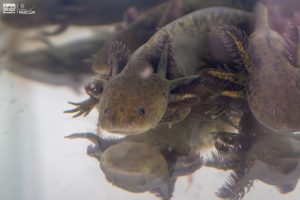 *Zoológico de Morelia llevará ciencia para el rescate del ajolote a EE.UU.*