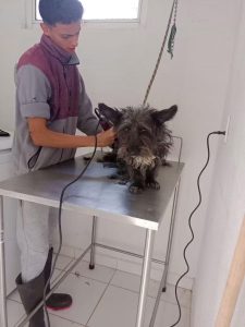 *IMPArables por la Vida trabaja por la cultura de protección animal en Villas del Pedregal*